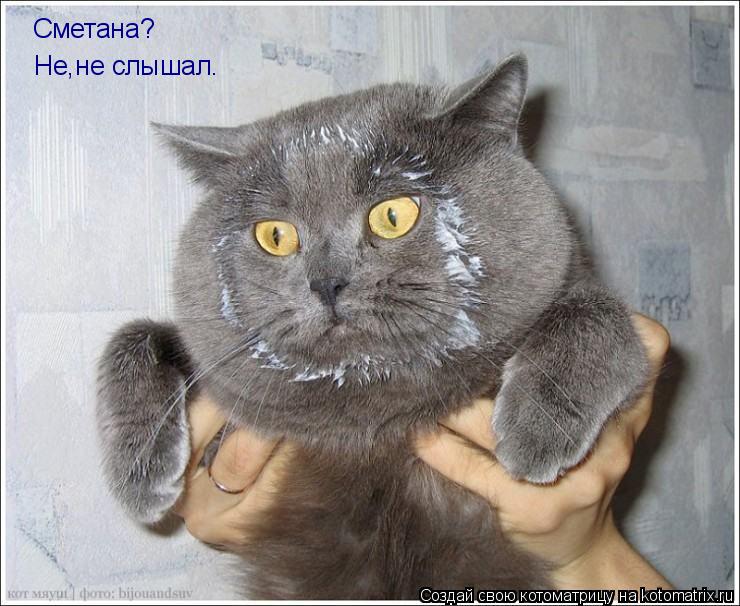 Сметана? Не,не слышал.... Котоматрица: Сметана? Не,не слышал.