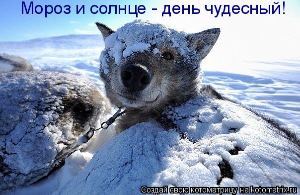 Мороз и солнце - день чудесный!... Котоматрица: Мороз и солнце - день чудесный!