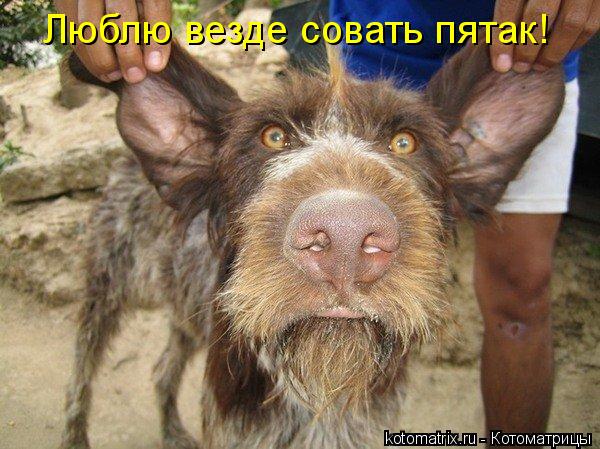 Люблю везде совать пятак!... Котоматрица: Люблю везде совать пятак!