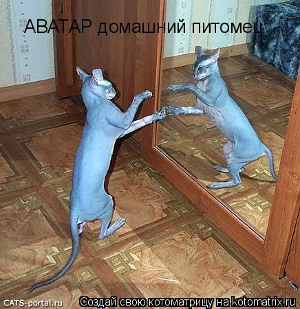 АВАТАР домашний питомец... Котоматрица: АВАТАР домашний питомец