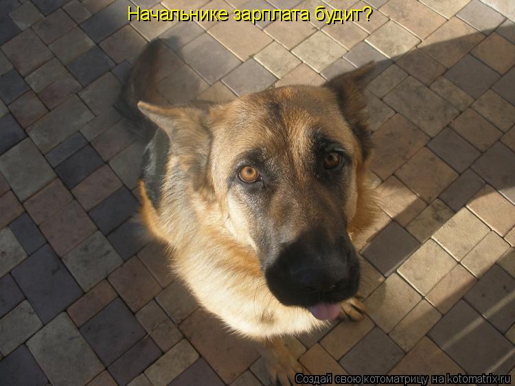 Начальнике зарплата будит?... Котоматрица: Начальнике зарплата будит?