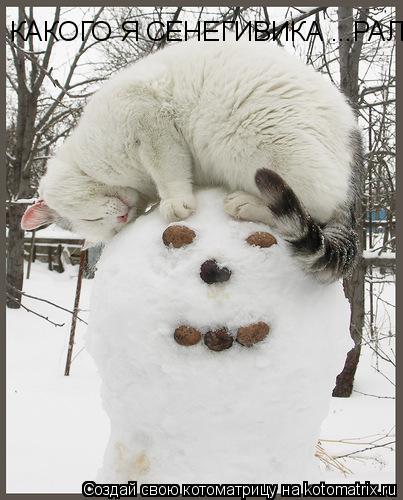 КАКОГО Я СЕНЕГИВИКА ...РАЛ... Котоматрица: КАКОГО Я СЕНЕГИВИКА ...РАЛ