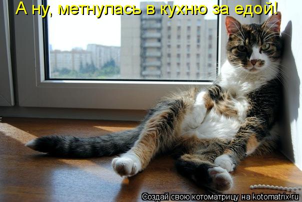 Котоматрица: А ну, метнулась в кухню за едой!