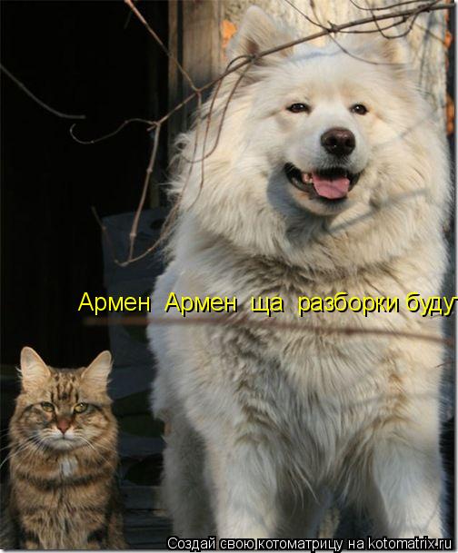 Котоматрица: Армен  Армен  ща  разборки будут