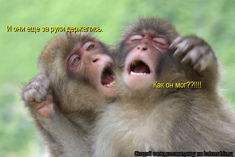 Котоматрица: И они еще за руки держались. Как он мог??!!!!