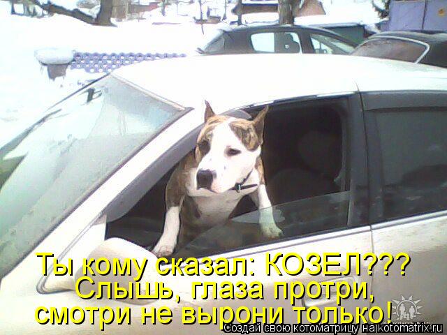 Котоматрица: Ты кому сказал: КОЗЕЛ??? смотри не вырони только! Слышь, глаза протри,
