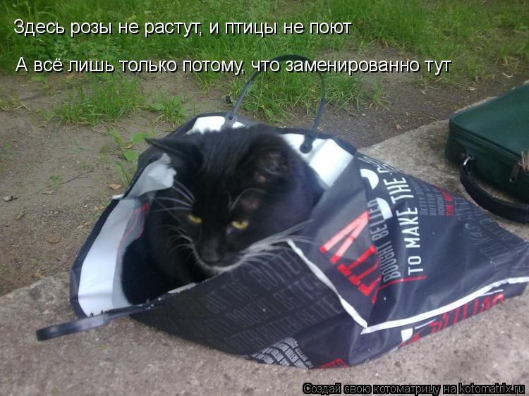 Котоматрица: Здесь розы не растут, и птицы не поют  А всё лишь только потому, что заменированно тут