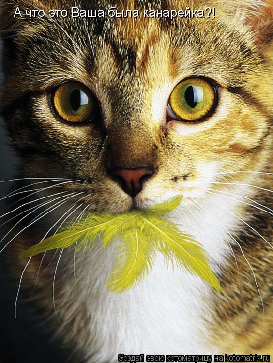 Котоматрица: А что это Ваша была канарейка?!