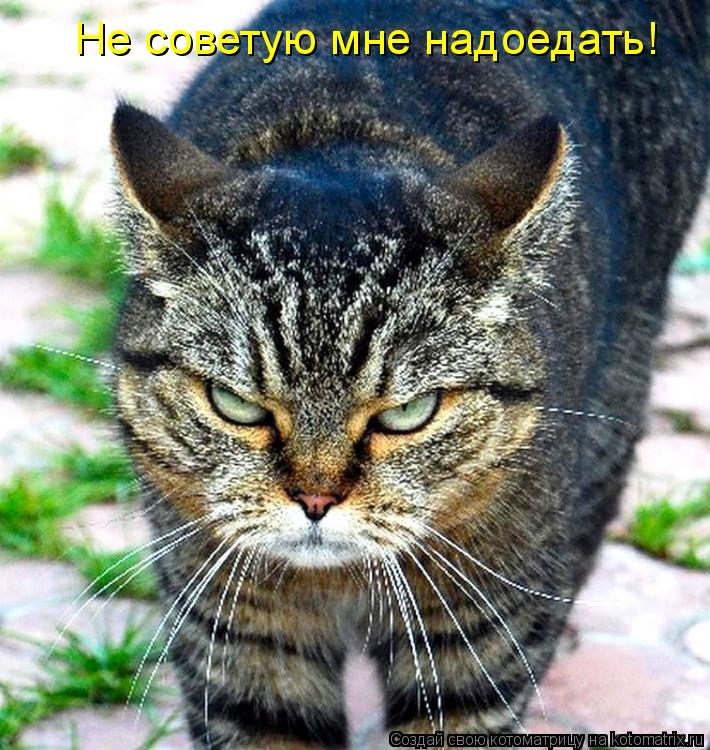 Котоматрица: Не советую мне надоедать!