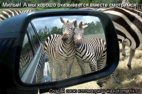 Котоматрица: Милый! А мы хорошо оказывается вместе смотримся!