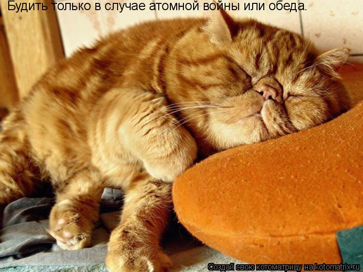 Котоматрица: Будить только в случае атомной войны или обеда.