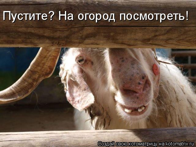 Котоматрица: Пустите? На огород посмотреть!