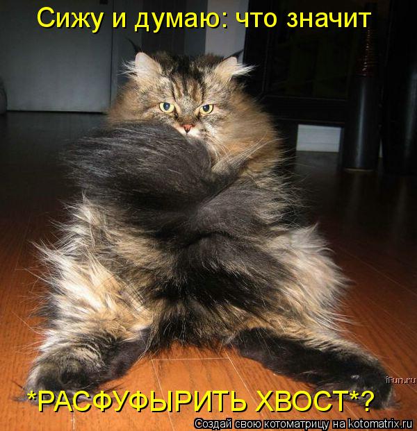 Котоматрица: Сижу и думаю: что значит *РАСФУФЫРИТЬ ХВОСТ*?