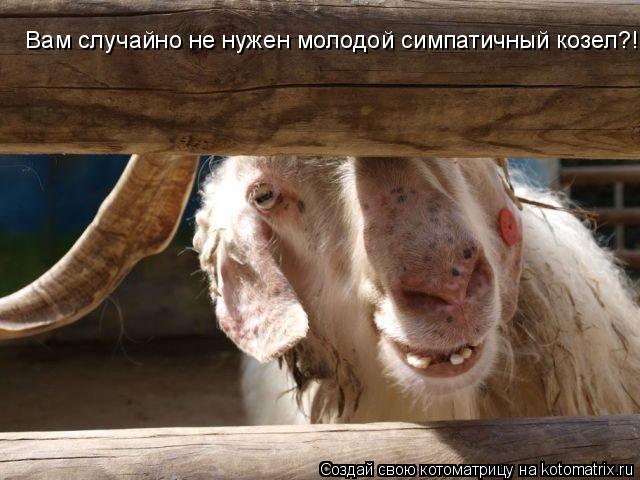 Котоматрица: Вам случайно не нужен молодой симпатичный козел?!