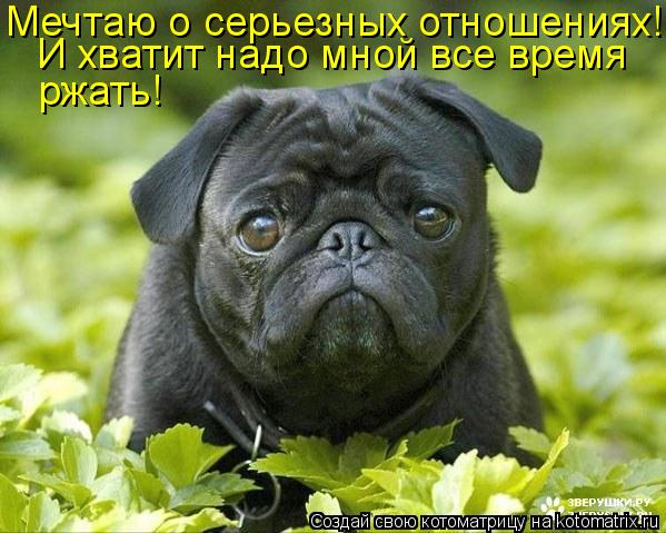 Котоматрица: И хватит надо мной все время  Мечтаю о серьезных отношениях! ржать!