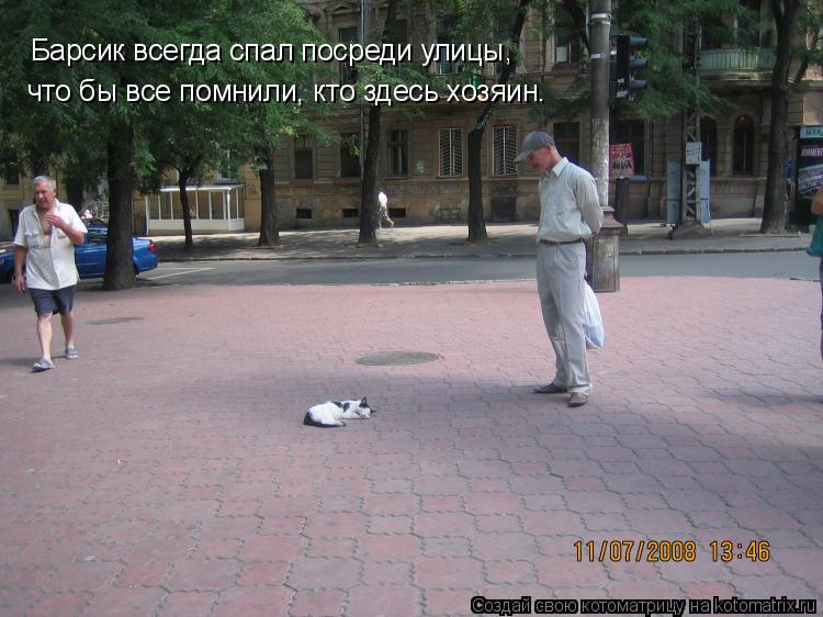 Котоматрица: Барсик всегда спал посреди улицы, что бы все помнили, кто здесь хозяин.