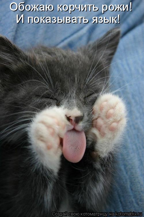 Котоматрица: Обожаю корчить рожи! И показывать язык!