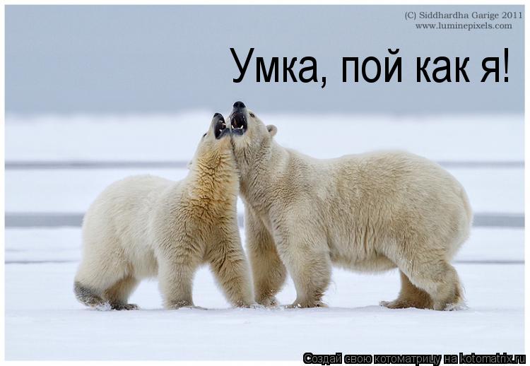 Котоматрица: Умка, пой как я!