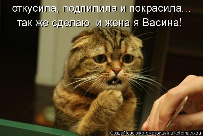 Котоматрица: откусила, подпилила и покрасила... так же сделаю  и жена я Васина!