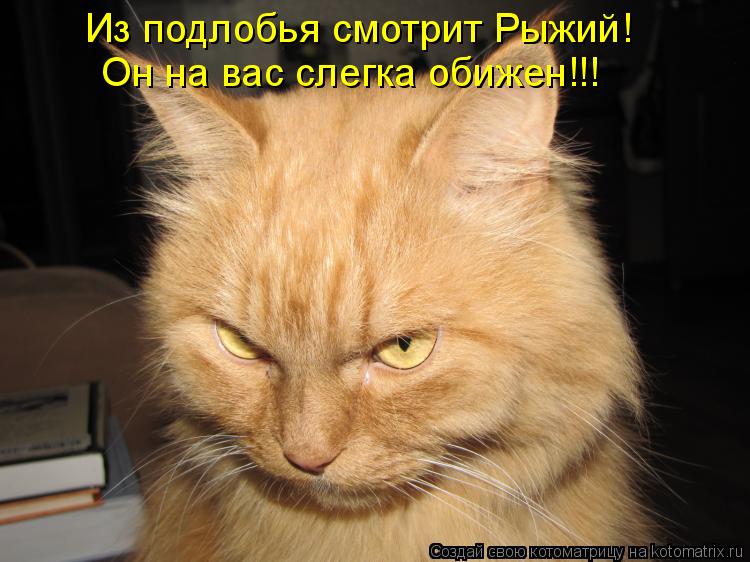 Котоматрица: Из подлобья смотрит Рыжий! Он на вас слегка обижен!!!