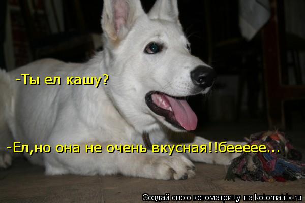 Котоматрица: -Ты ел кашу? -Ел,но она не очень вкусная!!беееее...