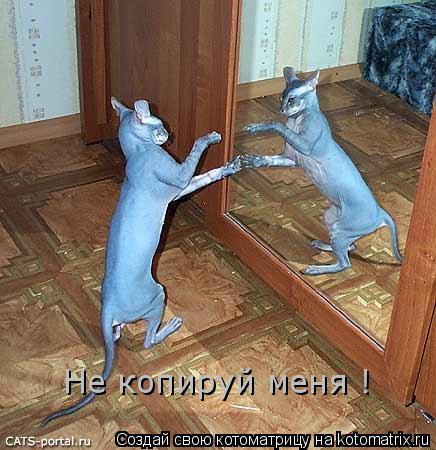 Котоматрица: Не копируй меня !