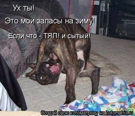 Котоматрица: Ух ты! Это мои запасы на зиму! Если что - ТЯП! и сытый!