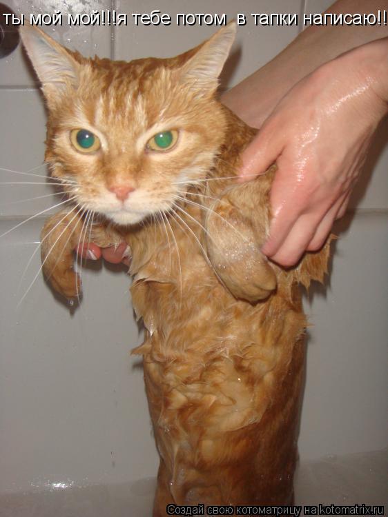 Котоматрица: ты мой мой!!! ты мой мой!!!я тебе потом  в тапки написаю!!!