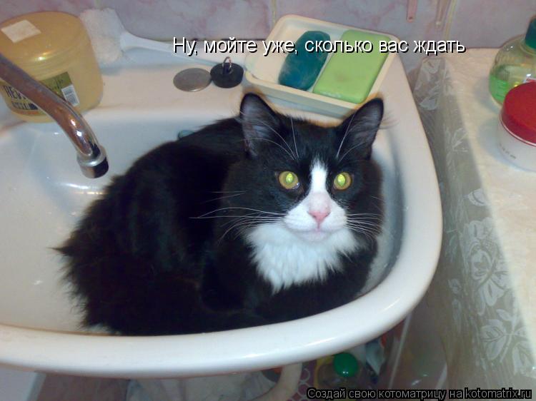 Котоматрица: Ну, мойте уже, сколько вас ждать