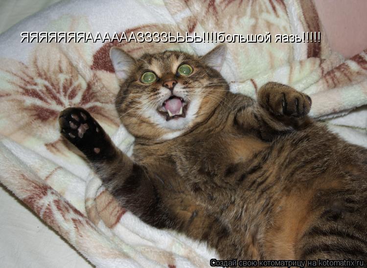 Котоматрица: ЯЯЯЯЯЯЯААААААЗЗЗЗЬЬЬЬ!!!!большой яазь!!!!!