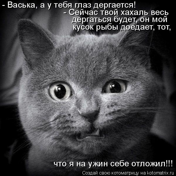 Котоматрица: - Васька, а у тебя глаз дергается! - Сейчас твой хахаль весь  дергаться будет, он мой кусок рыбы доедает, тот,  что я на ужин себе отложил!!!