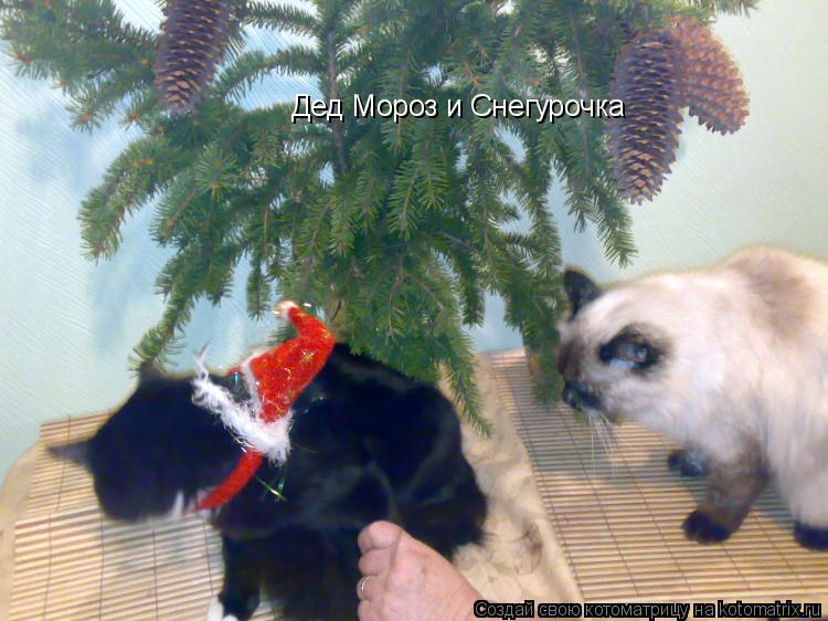 Котоматрица: Дед Мороз и Снегурочка Дед Мороз и Снегурочка