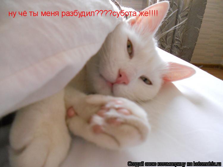 Котоматрица: ну чё ты меня разбудил????субота же!!!!