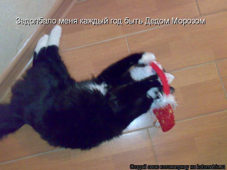 Котоматрица: Задолбало меня каждый год быть Дедом Морозом