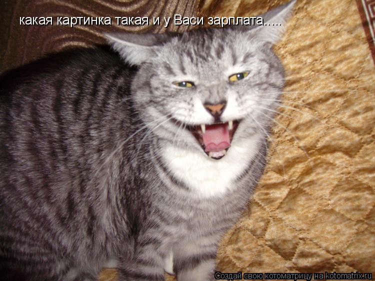 Котоматрица: какая картинка такая и у Васи зарплата.....