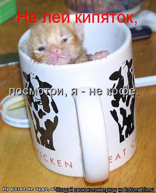 Котоматрица: Не лей кипяток, посмотри, я - не кофе.