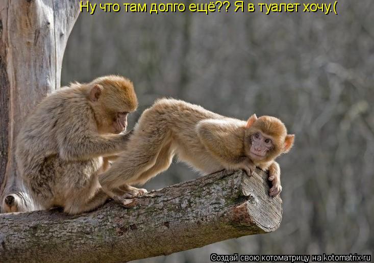 Котоматрица: Ну что там долго ещё?? Я в туалет хочу.(