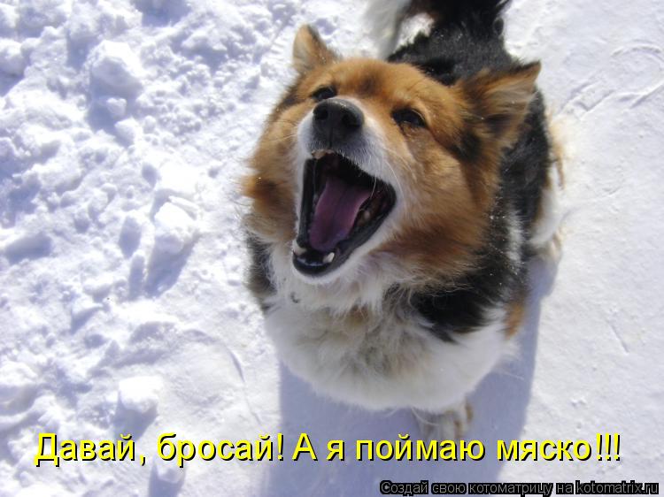 Котоматрица: Давай, бросай! А я поймаю мяско!!!