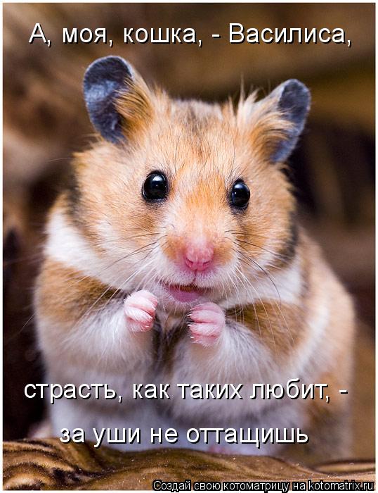 Котоматрица: А, моя, кошка, - Василиса, страсть, как таких любит, - за уши не оттащишь