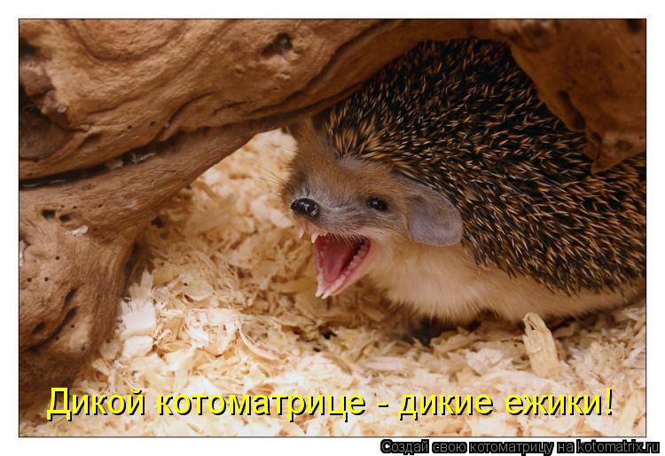 Котоматрица: Дикой котоматрице - дикие ежики!