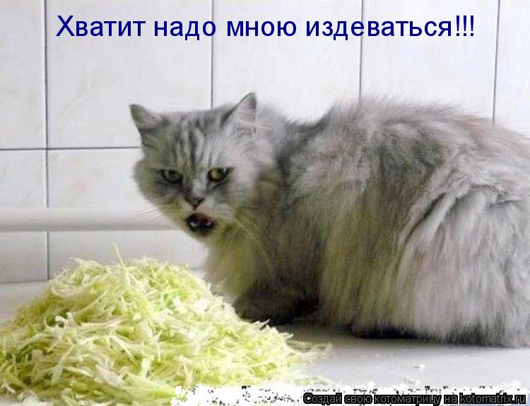 Котоматрица: Хватит надо мною издеваться!!!