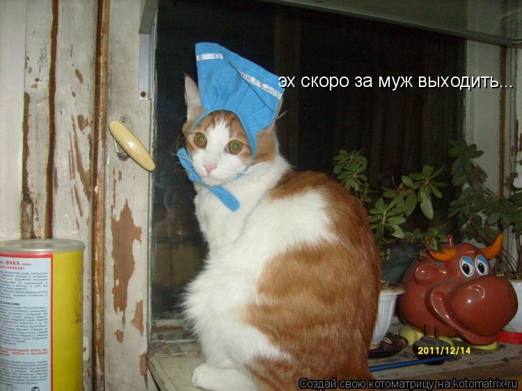 Котоматрица: эх скоро за муж выходить...