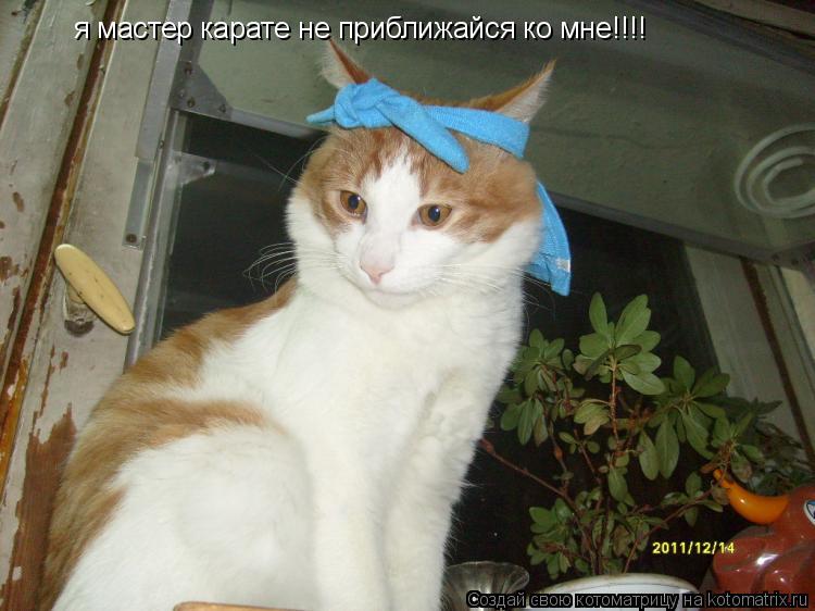 Котоматрица: я мастер карате не приближайся ко мне!!!!