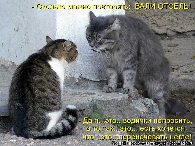 Котоматрица: - Сколько можно повторять:  ВАЛИ ОТСЕЛЬ! - Да я...это...водички попросить, а то так...это... есть хочется, что ..это...переночевать негде!
