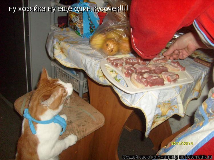 Котоматрица: ну хозяйка ну ещё один кусочек!!!!