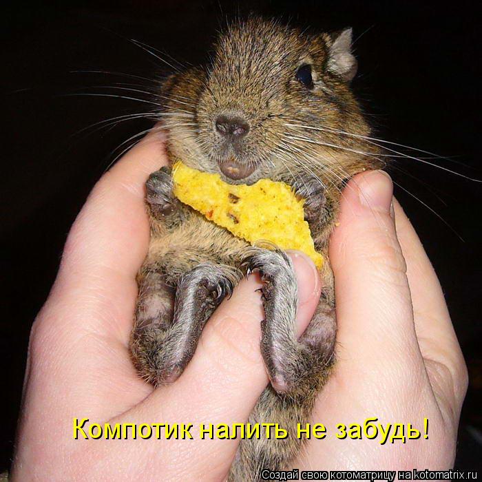 Котоматрица: Компотик налить не забудь!