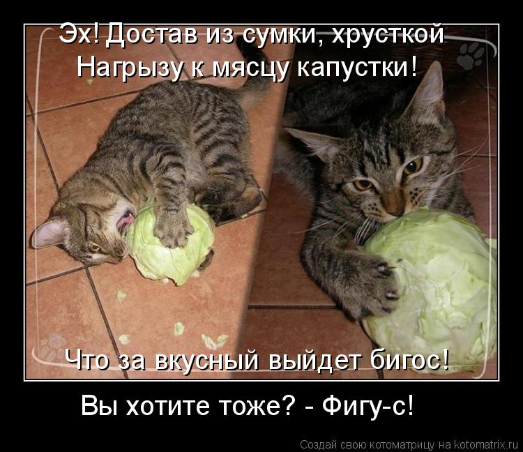 Котоматрица: Нагрызу к мясцу капустки!  Эх! Достав из сумки, хрусткой  Что за вкусный выйдет бигос! Вы хотите тоже? - Фигу-с!