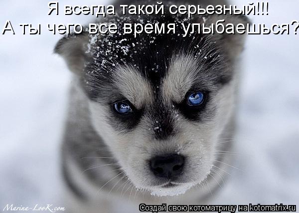 Котоматрица: Я всегда такой серьезный!!! А ты чего все время улыбаешься?