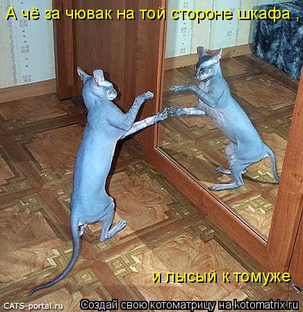 Котоматрица: А чё за чювак на той стороне шкафа , и лысый к томуже