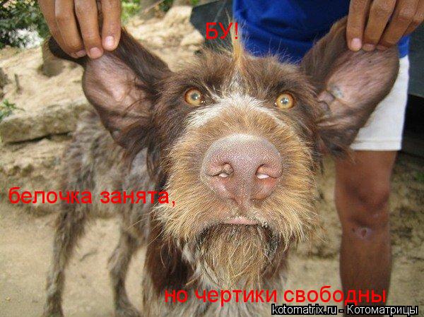 Котоматрица: БУ! белочка занята, но чертики свободны